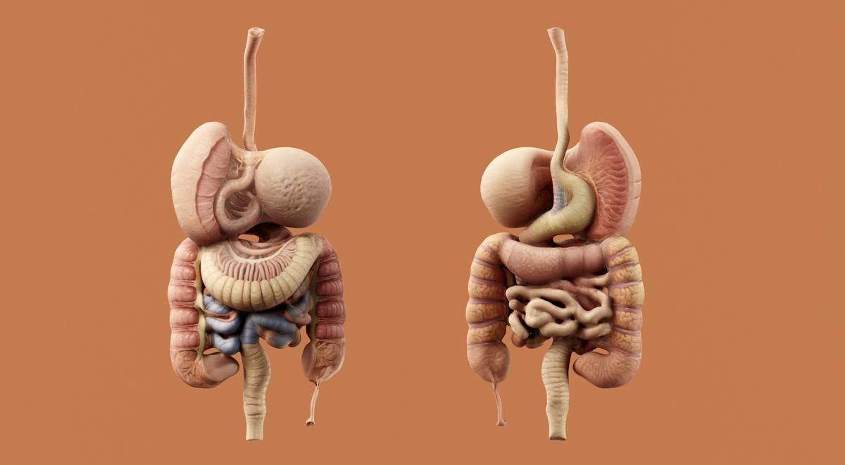 body health digestive enzymes illustrated with food breakdown in digestive tract