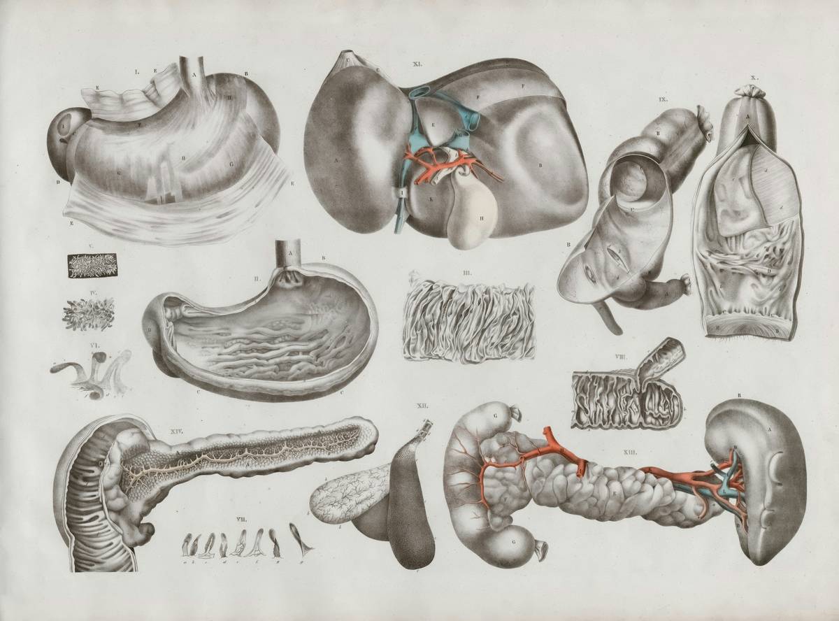 Diagram showing enzymes in the human digestive system breaking down food in the stomach and small intestine