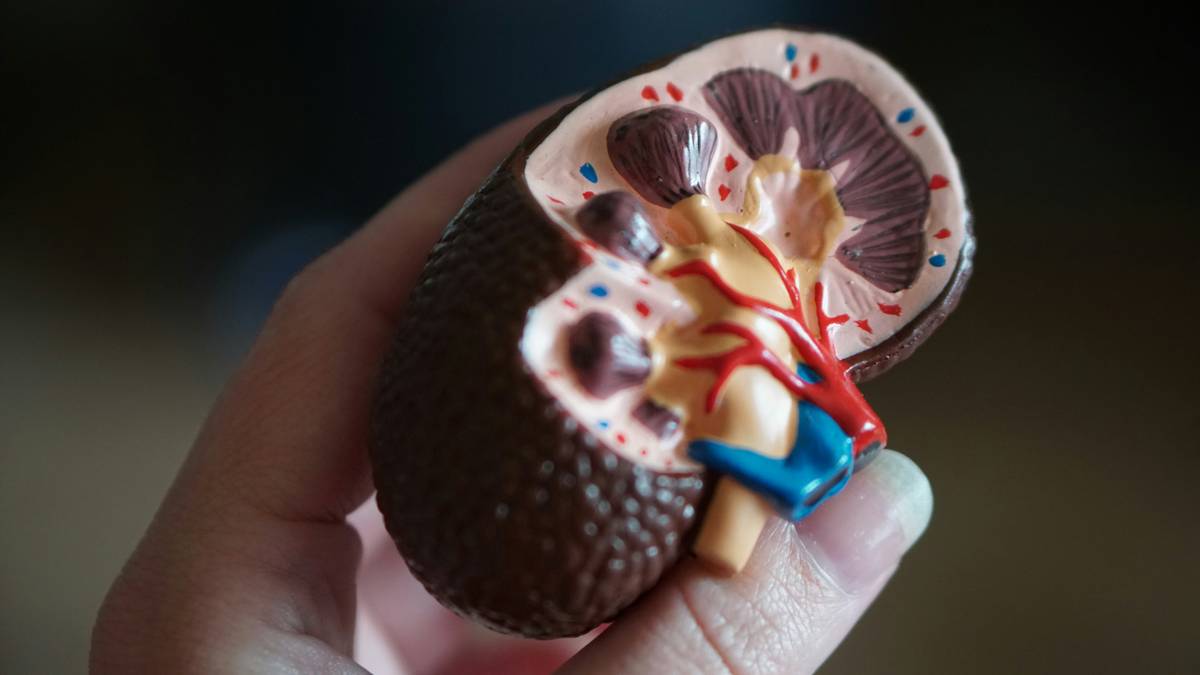 Digestive enzymes and kidney disease: illustration showing enzyme capsules near kidney organ with warning symbols